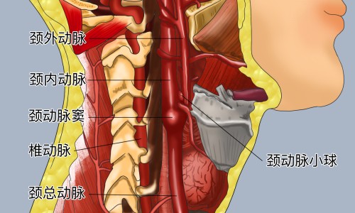 玉屏风颗粒对猪的功效-猪中药保健玉屏风-专业玉屏风中草药处方平台-玉屏风颗粒对猪的功效